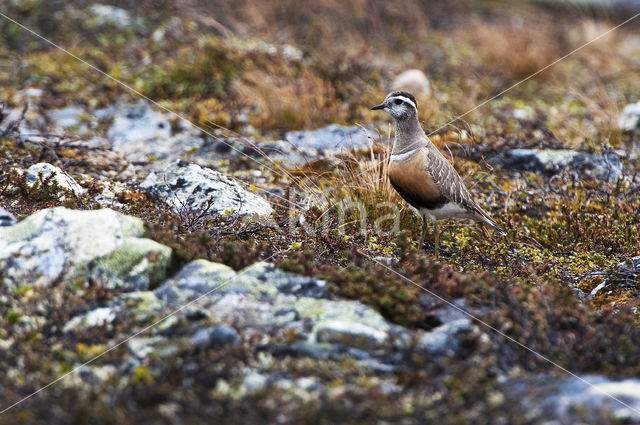 Morinelplevier (Eudromias morinellus)