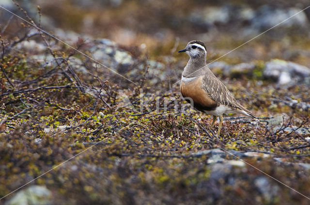 Morinelplevier (Eudromias morinellus)