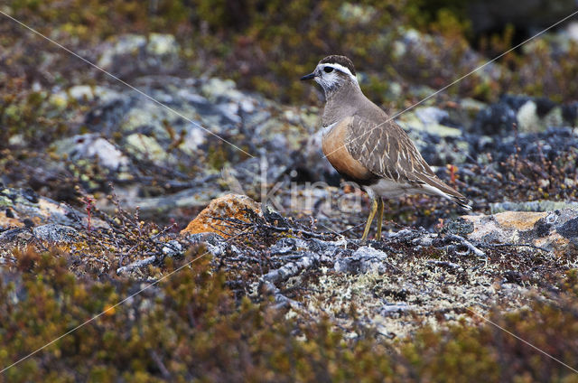 Morinelplevier (Eudromias morinellus)