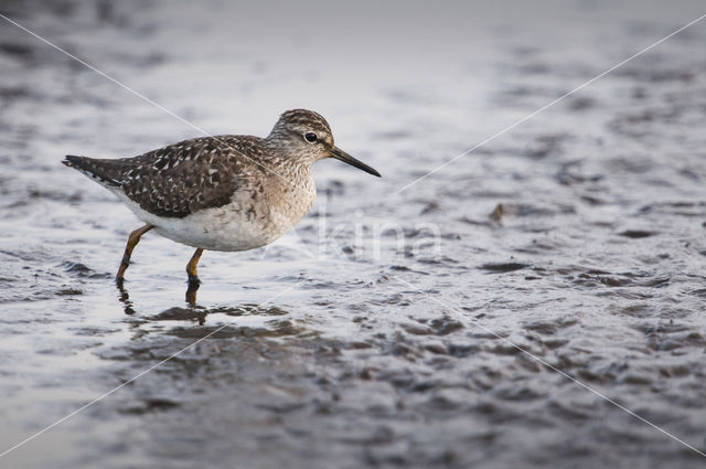 Wood Sandpiper (Tringa glareola)