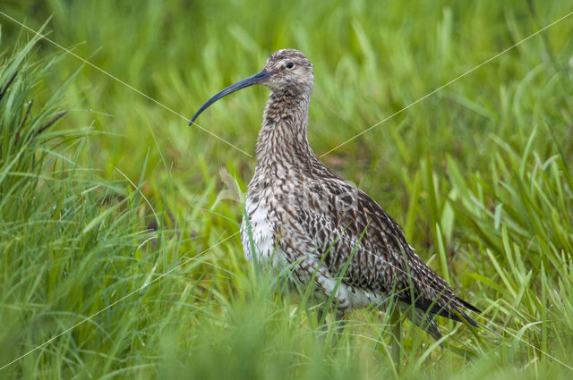 Eurasian Curlew (Numenius arquata)