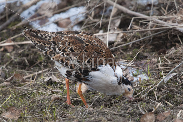 Kemphaan (Philomachus pugnax)