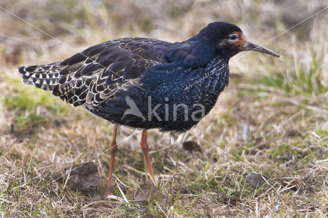 Kemphaan (Philomachus pugnax)