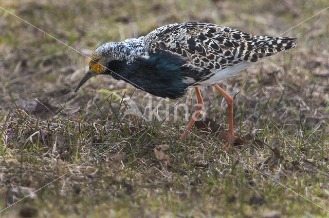 Kemphaan (Philomachus pugnax)