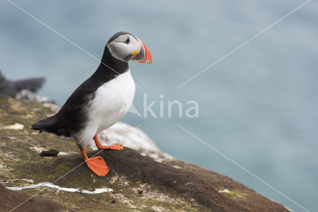 Atlantic Puffin (Fratercula arctica)