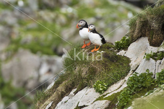 Atlantic Puffin (Fratercula arctica)