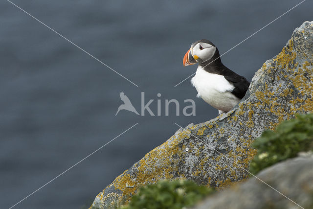 Atlantic Puffin (Fratercula arctica)