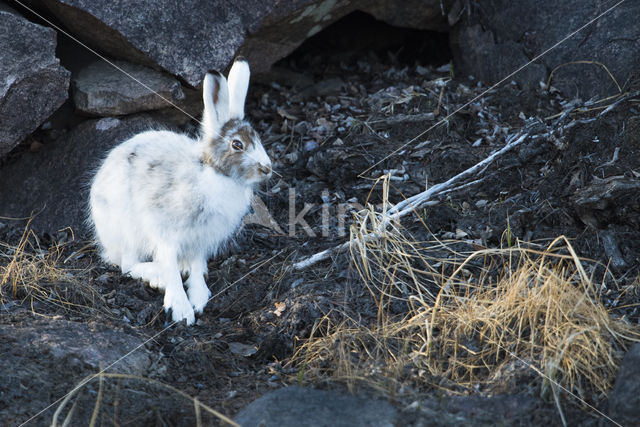 Sneeuwhaas (Lepus timidus)