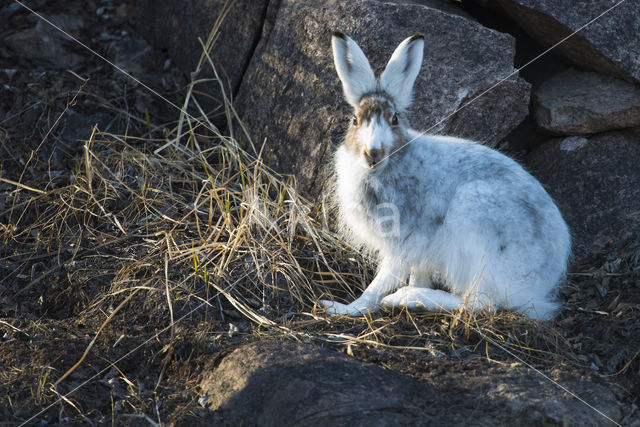 Sneeuwhaas (Lepus timidus)