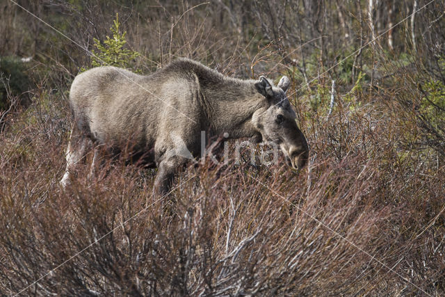 Elk (Alces alces)