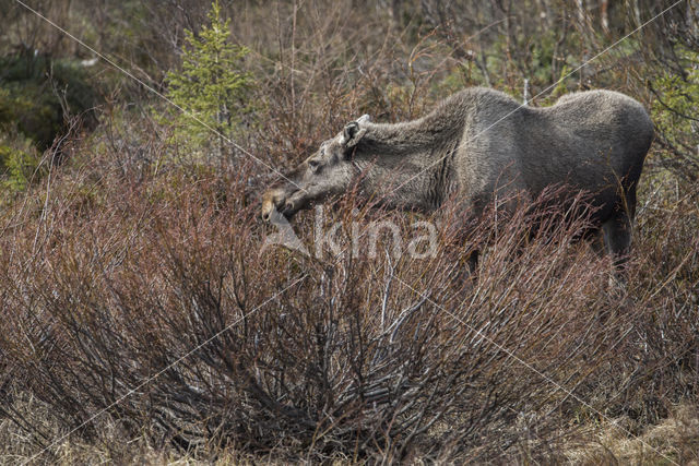 Eland (Alces alces)