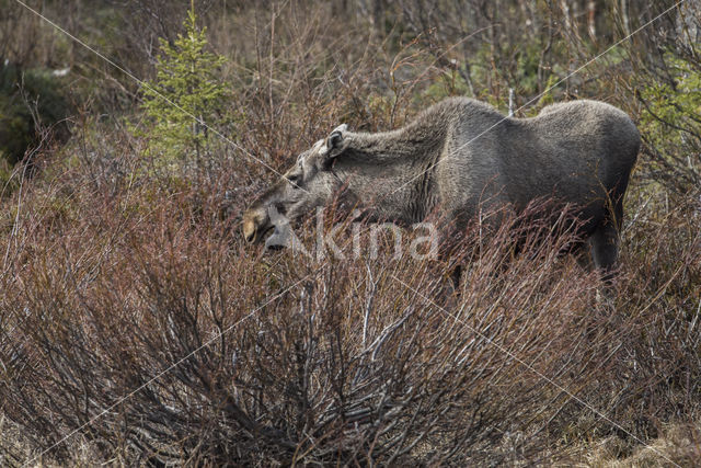 Eland (Alces alces)