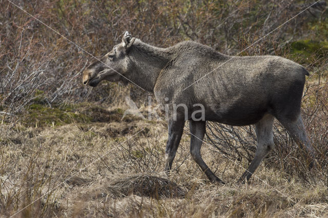 Eland (Alces alces)