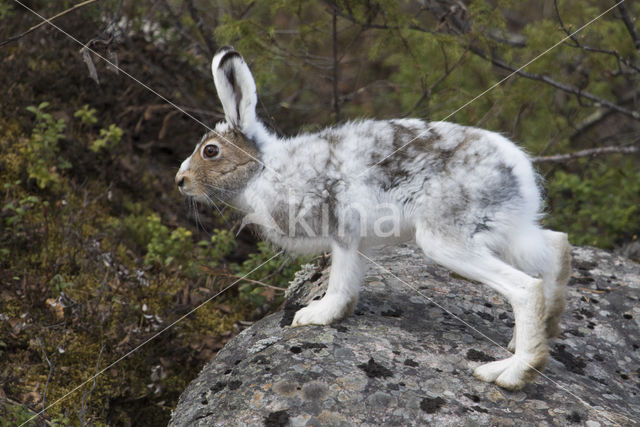 Sneeuwhaas (Lepus timidus)