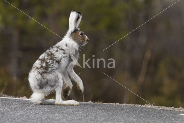 Sneeuwhaas (Lepus timidus)