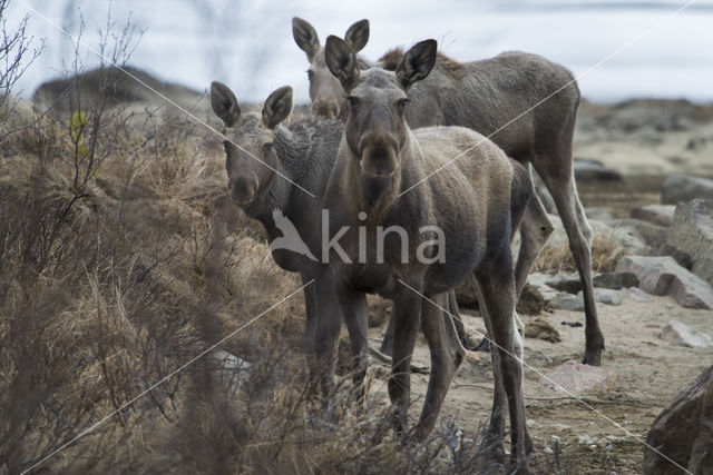 Elk (Alces alces)