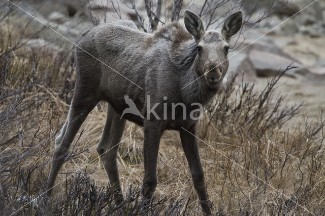 Eland (Alces alces)