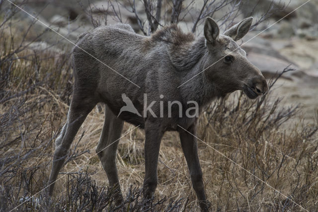 Eland (Alces alces)