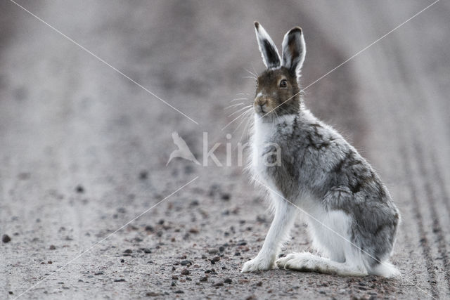 Mountain Hare (Lepus timidus)