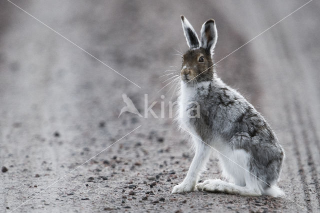 Sneeuwhaas (Lepus timidus)