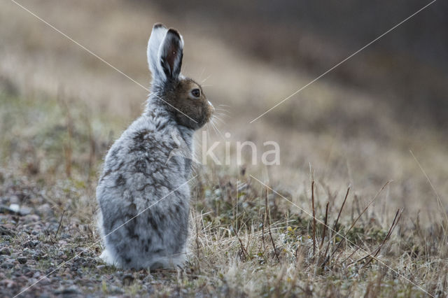 Sneeuwhaas (Lepus timidus)