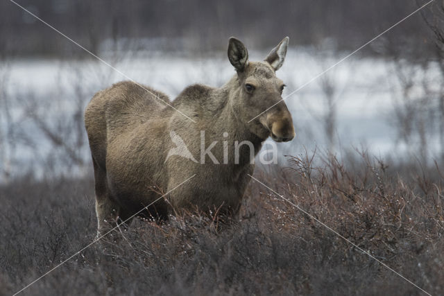 Elk (Alces alces)