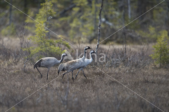 Kraanvogel (Grus grus)