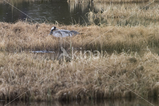 Common Crane (Grus grus)