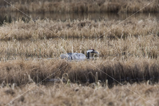 Kraanvogel (Grus grus)