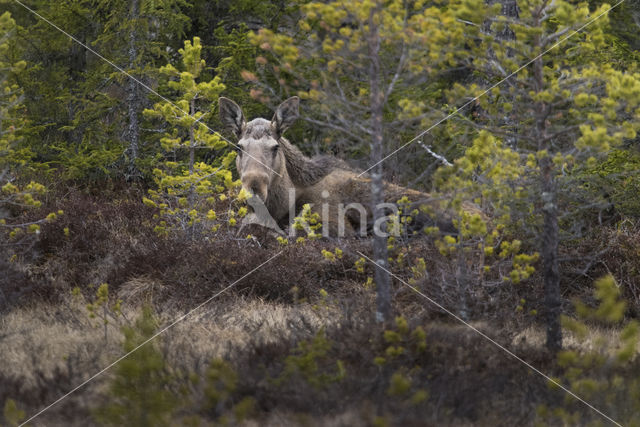 Eland (Alces alces)