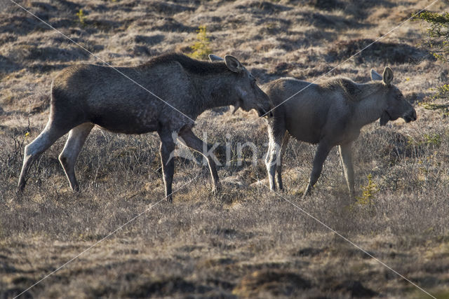 Eland (Alces alces)