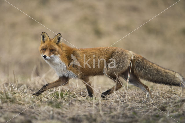 Fox (Vulpes vulpes)