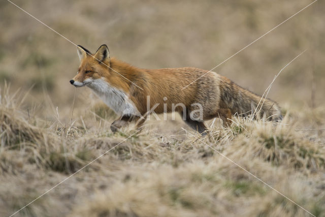 Fox (Vulpes vulpes)