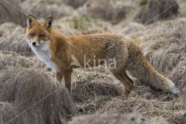 Fox (Vulpes vulpes)