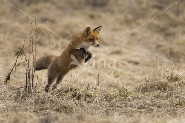 Fox (Vulpes vulpes)