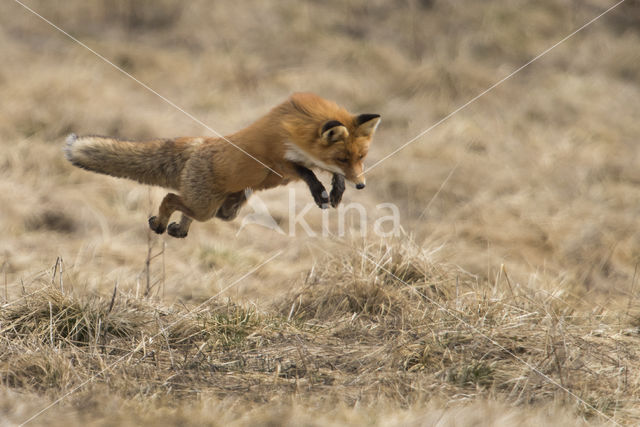 Vos (Vulpes vulpes)