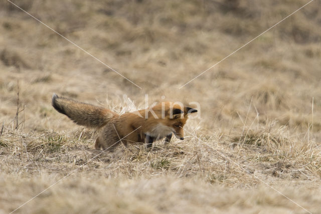 Fox (Vulpes vulpes)