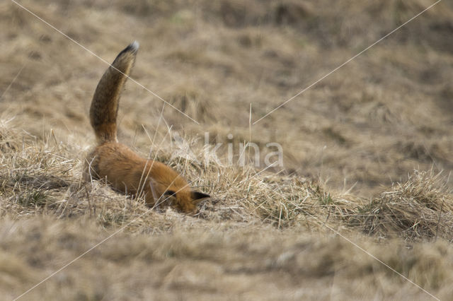 Fox (Vulpes vulpes)