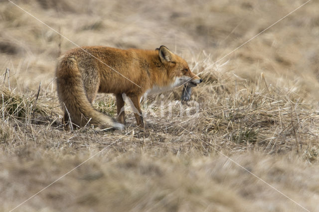 Fox (Vulpes vulpes)