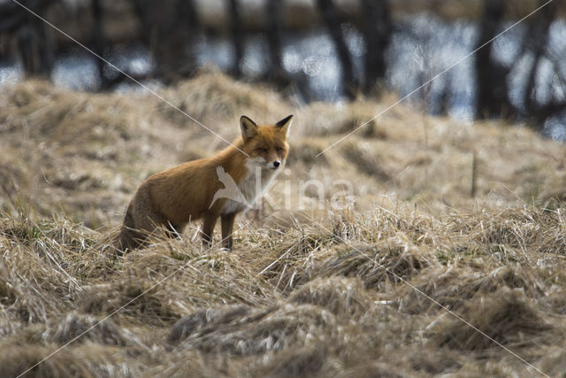 Vos (Vulpes vulpes)