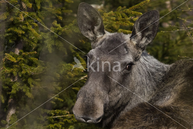 Eland (Alces alces)