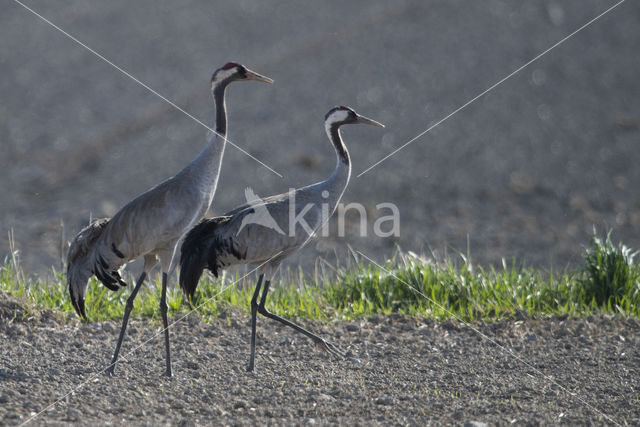 Common Crane (Grus grus)