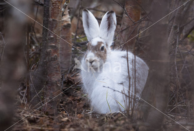 Sneeuwhaas (Lepus timidus)