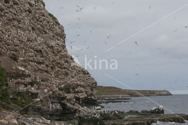 Black-legged Kittiwake (Rissa tridactyla)