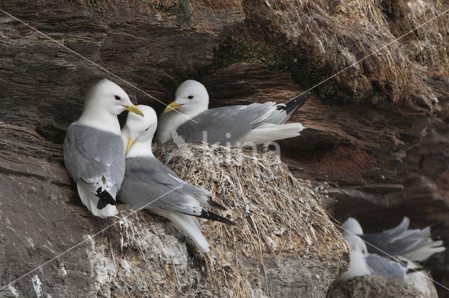 Black-legged Kittiwake (Rissa tridactyla)