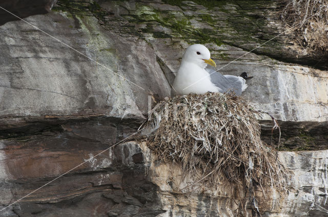 Black-legged Kittiwake (Rissa tridactyla)