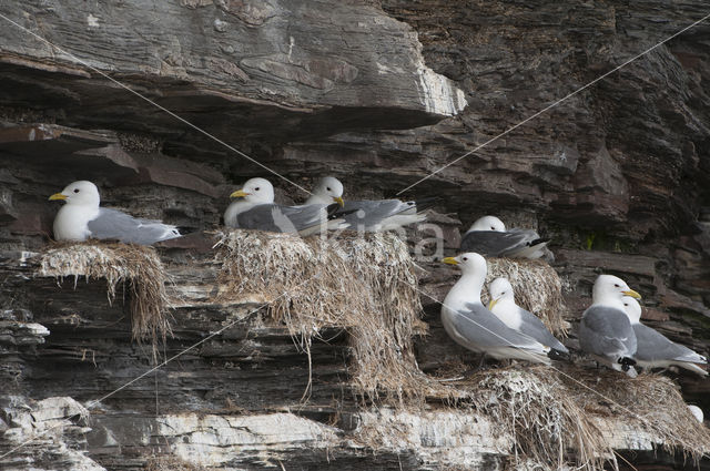 Black-legged Kittiwake (Rissa tridactyla)