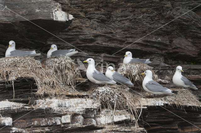 Black-legged Kittiwake (Rissa tridactyla)