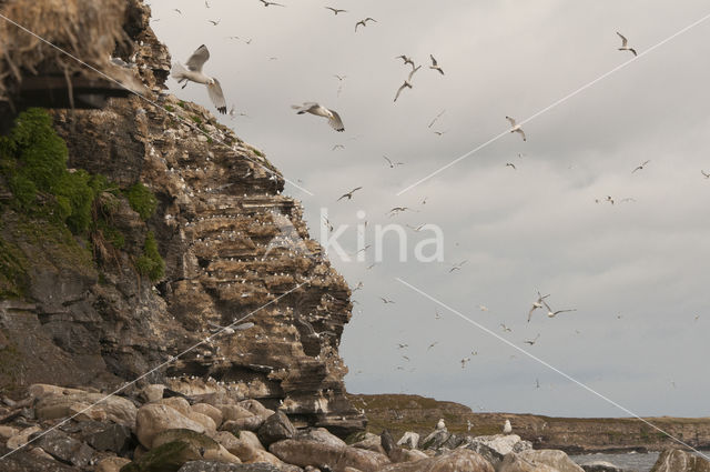 Black-legged Kittiwake (Rissa tridactyla)