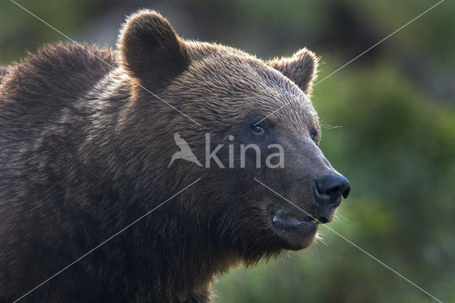 Bruine beer (Ursus arctos)